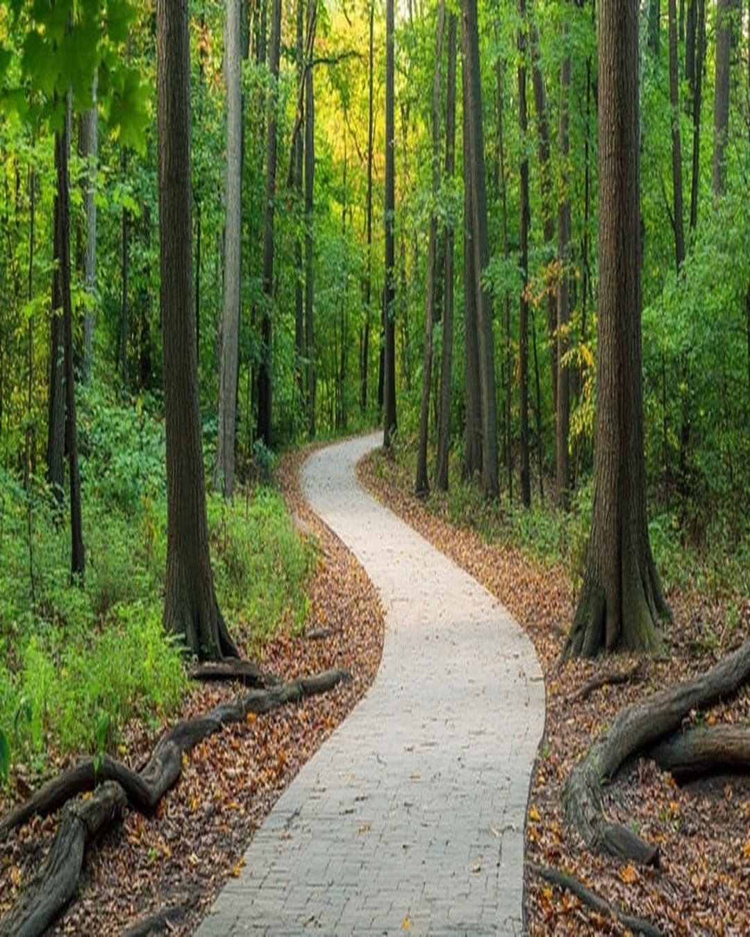 Forest pathway