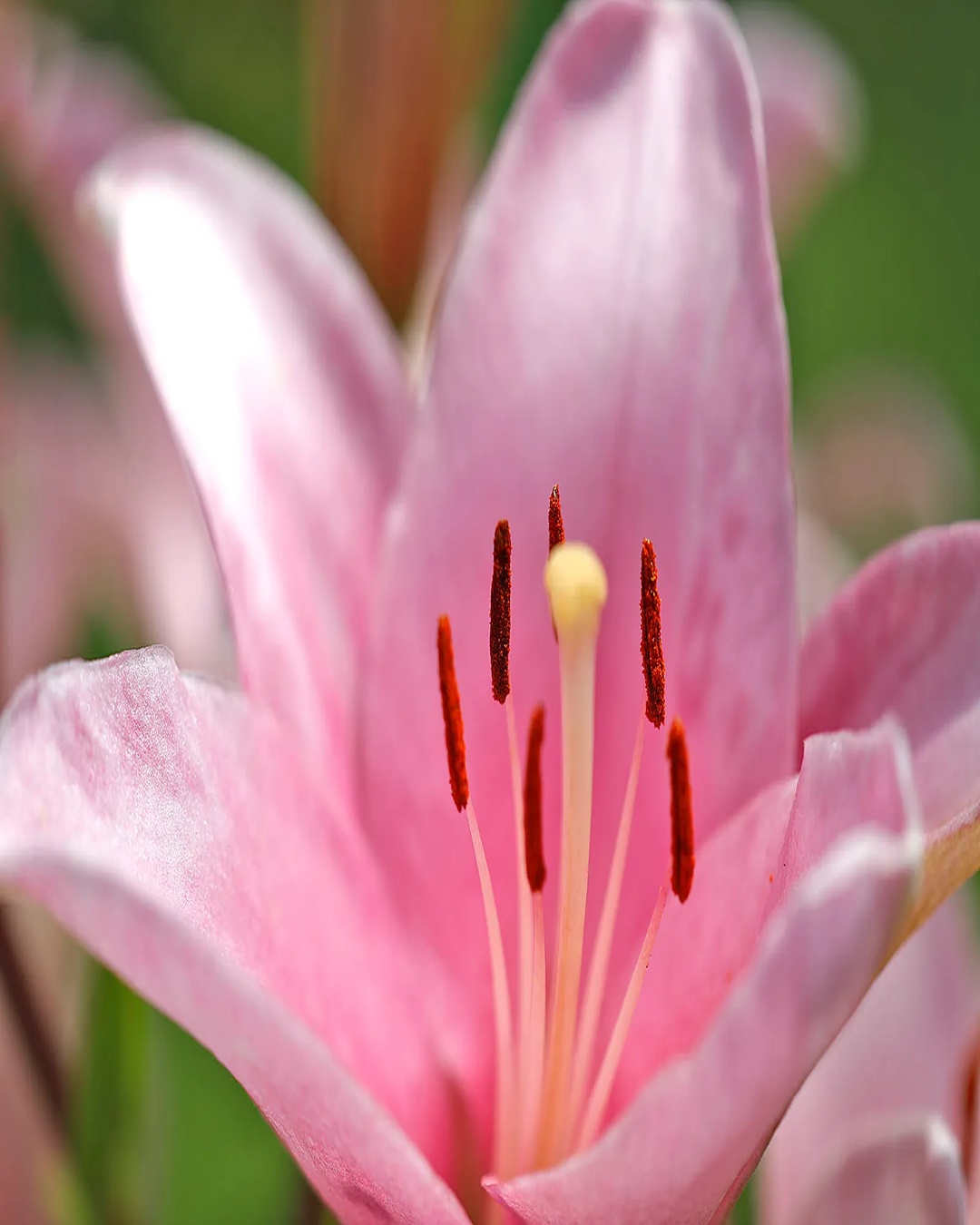 Close-up of flowers
